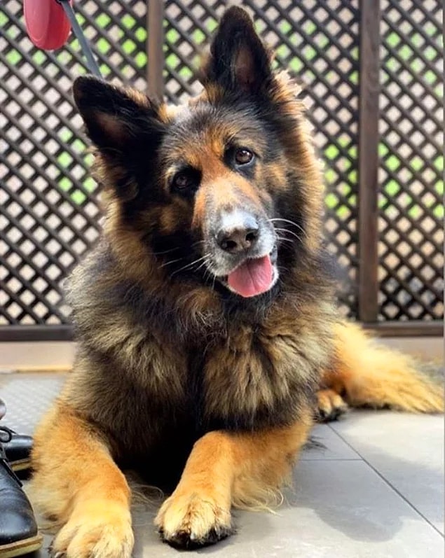 8. Nero isimli köpeğin güpegündüz vurularak öldürülmesi...