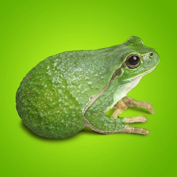 19. Жабокадо