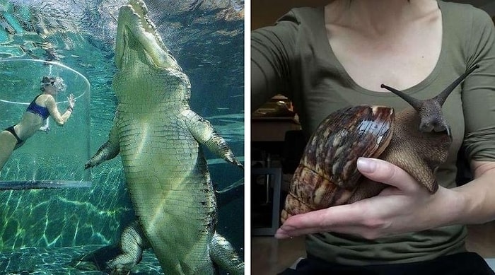 30 фотографий, которые напомнят вам о том, что существуют животные намного крупнее, чем мы себе представляем