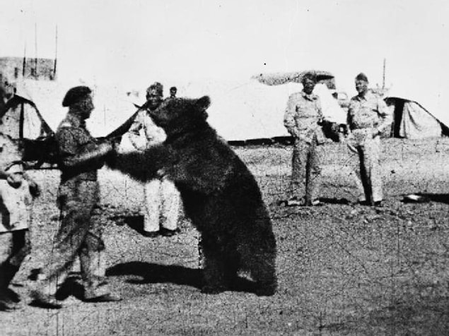 4. Wojtek adlı bir "Suriye boz ayısı", Polonya ordusunda resmi olarak askerlik yapmıştır.