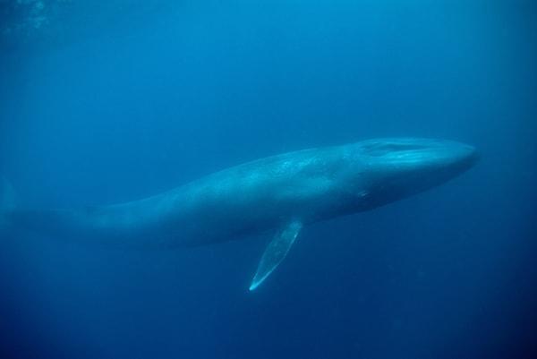 8. Mavi balinaların dili, ortalama ağırlıktaki bir dişi filden daha ağırdır.