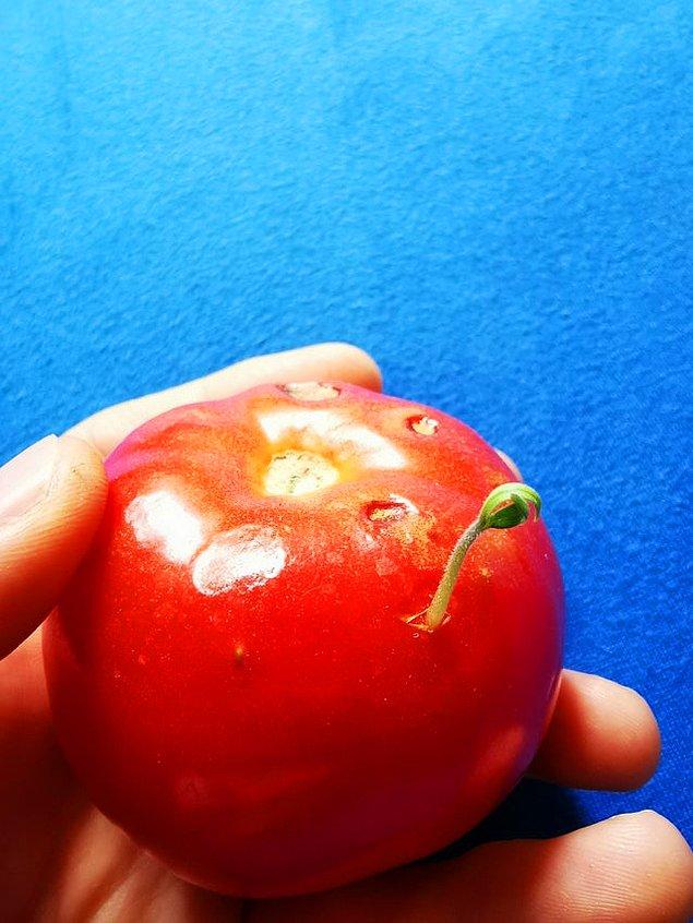 14. "Aldığım domatesin içinde yeni bir domates yetişmeye başlamış!"