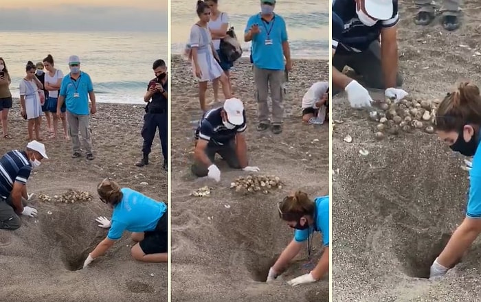 Antalya'da Zarar Gören Caretta Caretta Yuvasındaki Yumurtaları Kurtarmaya Çalışan Güzel İnsanlar