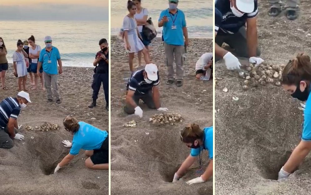 Antalya'da Zarar Gören Caretta Caretta Yuvasındaki Yumurtaları Kurtarmaya Çalışan Güzel İnsanlar
