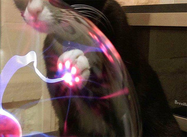 2. Işık küresine dokunan minnoş kedinin patileri:😍