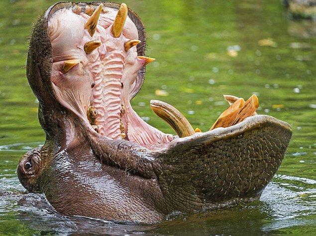 8. Devasa görünüşüyle yetişkin bir hipopotamın ağzının içi: