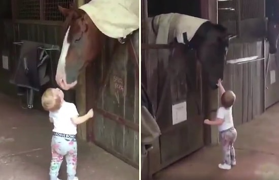 Tek Tek Atlara Dokunup Öperek Sevgi Dağıtan Ufaklığın Gözlerinizden Kalpler Fışkırtacak Görüntüleri