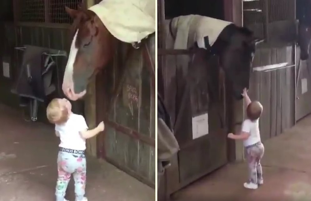 Tek Tek Atlara Dokunup Öperek Sevgi Dağıtan Ufaklığın Gözlerinizden Kalpler Fışkırtacak Görüntüleri
