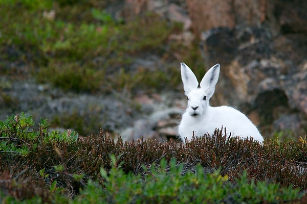 5. Kutup tavşanı, Kuzey Amerika'daki en büyük tavşandır. Vücutlarına oranla çok kısa kulakları vardır.