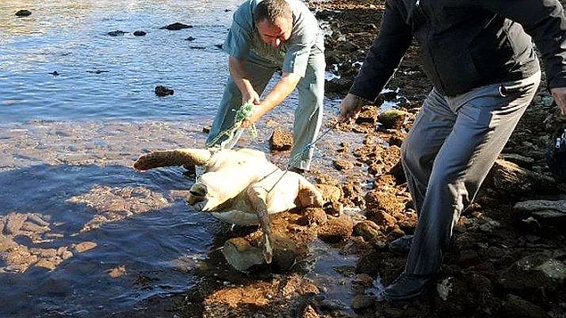 10. Nesli tehlike altındaki caretta carettanın pompalı tüfekle vurulması...