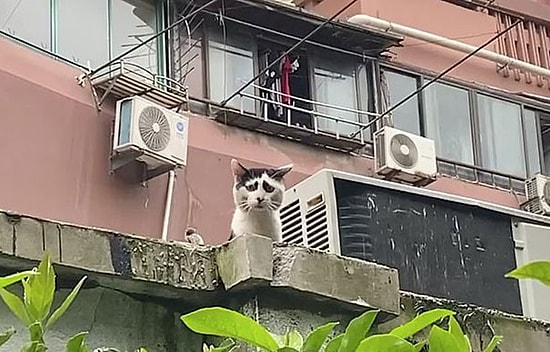 Çin'de Yaşayan ve 'Üzgün' İfadesi ile İlgi Odağı Olan Kedi