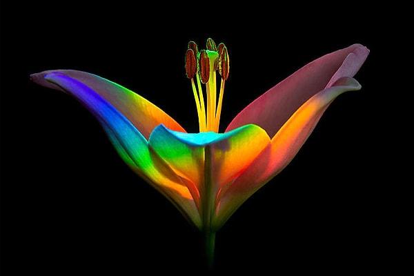 4. Finalist, 'Rainbow Lily' - Ecaterina Leonte