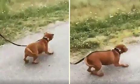 Barınaktan Kurtarılan Köpeğin İnsan Dostu ile Birlikte Yürürken Kaydedilen Aşırı Mutlu Görüntüleri