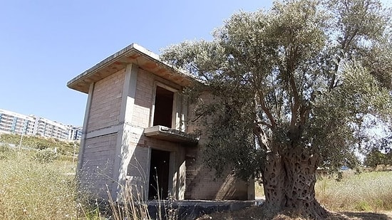 Kuşadası'nda Bin 500 Yıllık Zeytin Ağacının Dibine Villa Yaptılar!