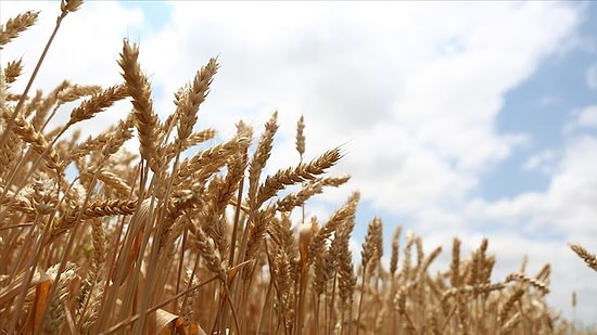 Hasat Sonrası Hedef Tutmadı: Toprak Mahsulleri Ofisi 500 Bin Ton Buğday İthal Edecek