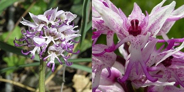 11. Orchis Italica: Çıplak Adam Orkidesi
