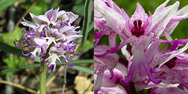 11. Orchis Italica: Çıplak Adam Orkidesi