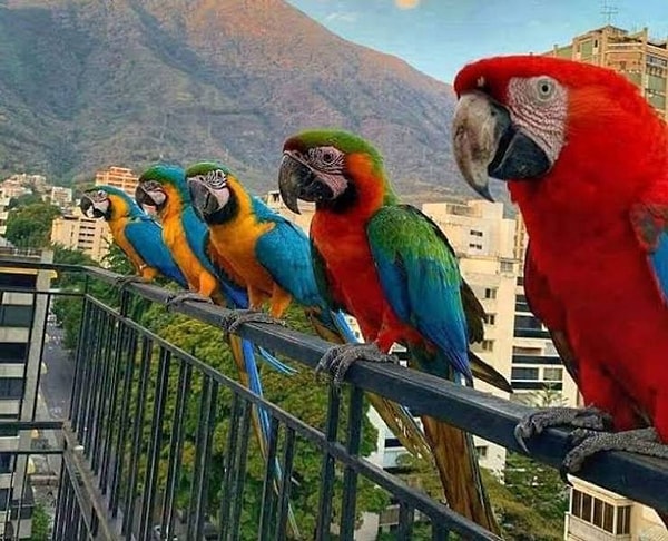 3. Если вы находитесь в Каракасе, Ара будут приветствовать вас у вашего окна, и, возможно, вы даже сможете научить их говорить слово или два.