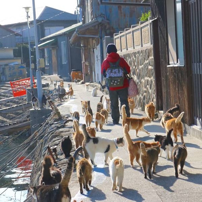 14 животных-попрошаек, которые будут надоедать вам каждый день в той или иной стране