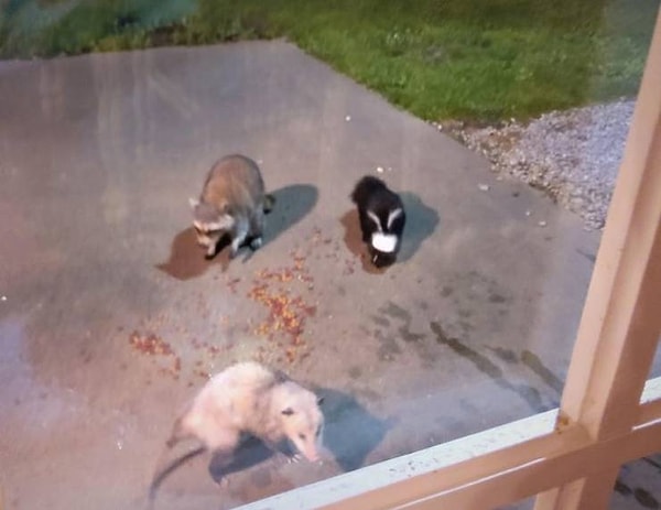 15. Вы можете собрать опоссума, скунса и енота вместе, если есть какая-то вкусная еда.