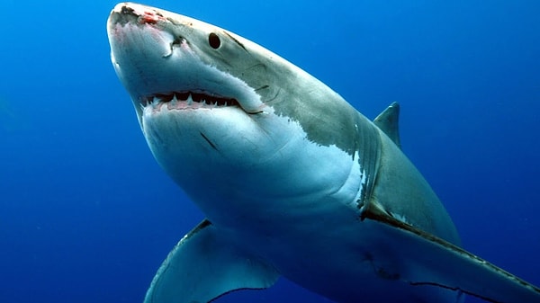 11. Акулы старше деревьев.