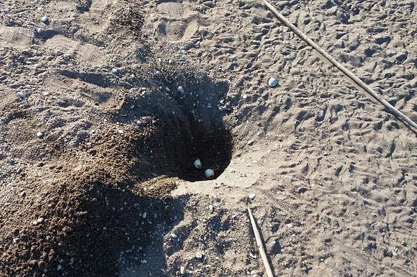 Çevredekiler, zarar görmeyen deniz kaplumbağası yumurtalarını yeniden kumun altına gömdü.