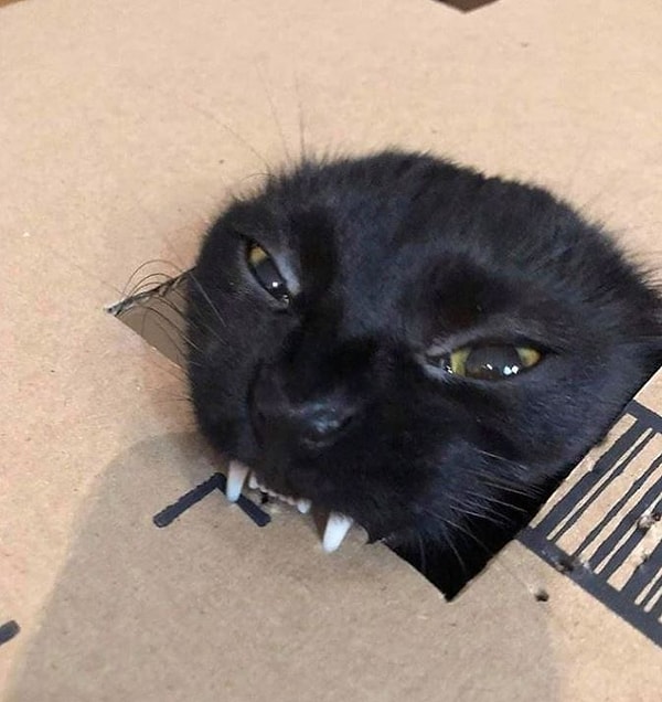 Кошка-вампир