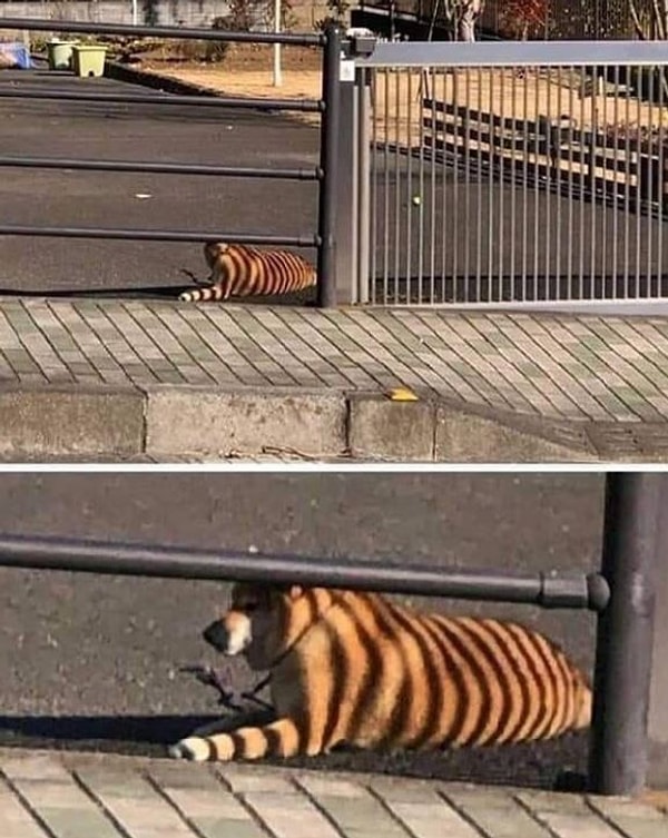 Нет, это не тигр