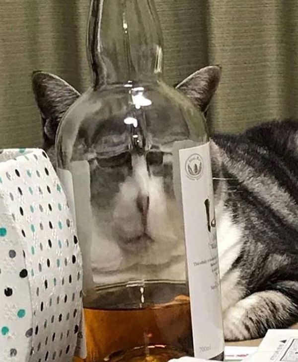 Я, после второго бокальчика