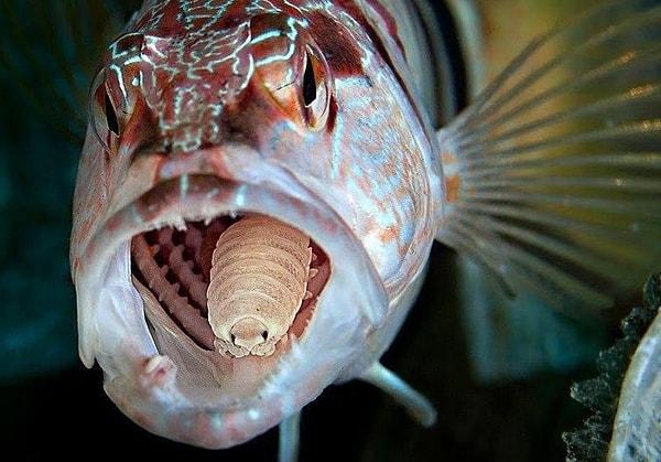 3. İçine girdiği balıkların dilini yiyen ve o balık öldükten sonra diğer balıklarda yaşamaya devam eden ürkütücü parazit: