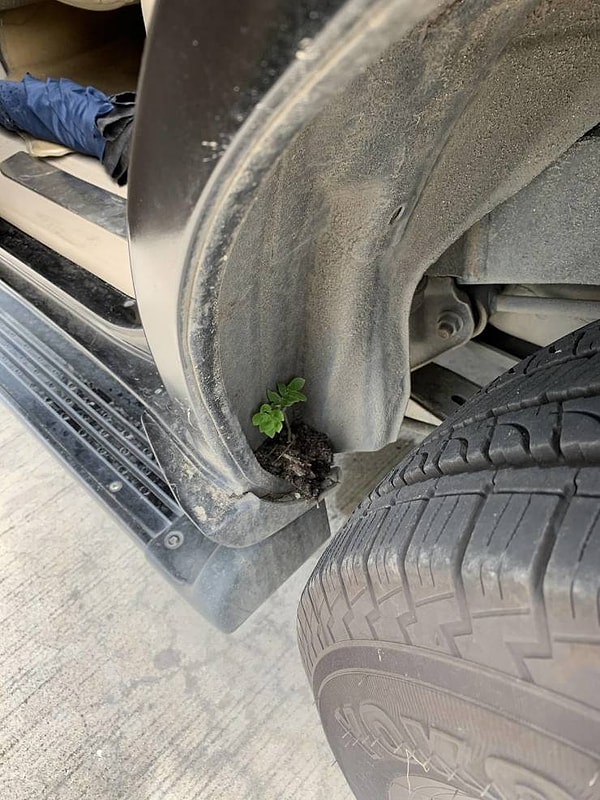 6. «В небольшом пространстве возле моей шины застряла земля, из которой в конечном итоге выросло растение».