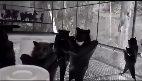 Gece Kulübünde Eğleniyorlarmış Hissi Uyandıran Müthiş Eğlenceli Yarasa Videosu