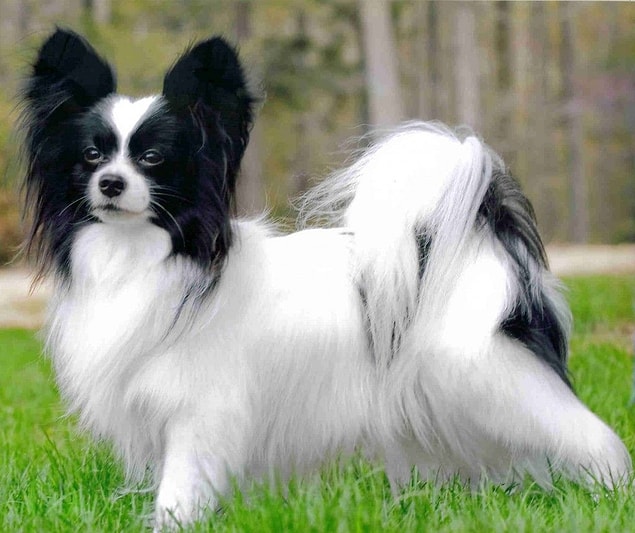 5. Liline-Fransa Kralı'nı neredeyse kurtaran köpek