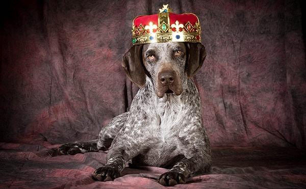 6. Saur-Norveç'e kral olan köpek