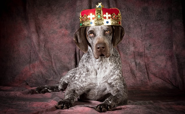 6. Saur-Norveç'e kral olan köpek