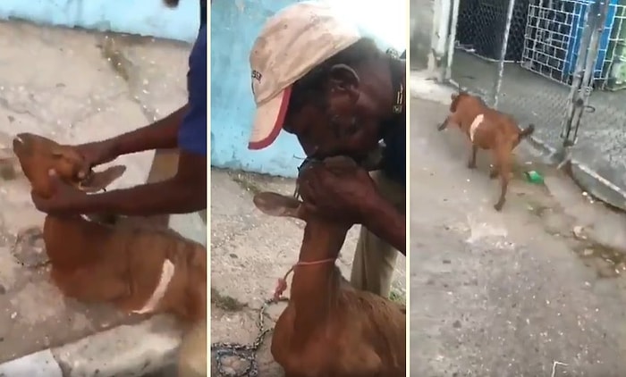 Ölmek Üzere Olan Keçiyi Suni Teneffüs Yaparak Hayata Döndüren Güzel İnsan