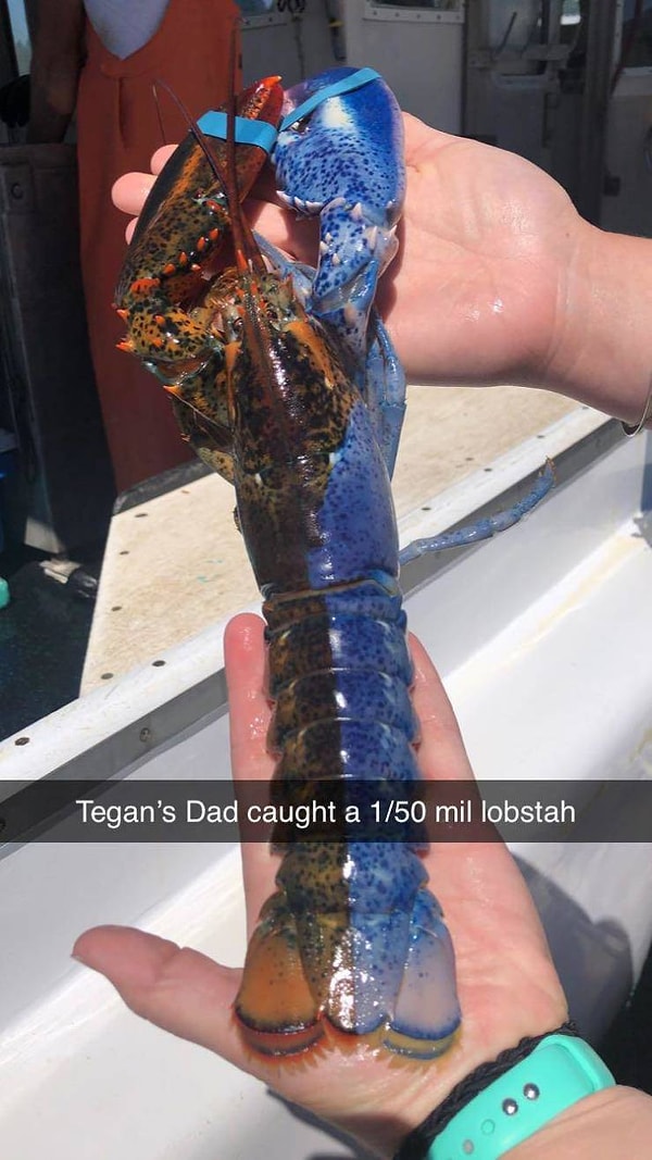 5. Лобстер, который наполовину синий!