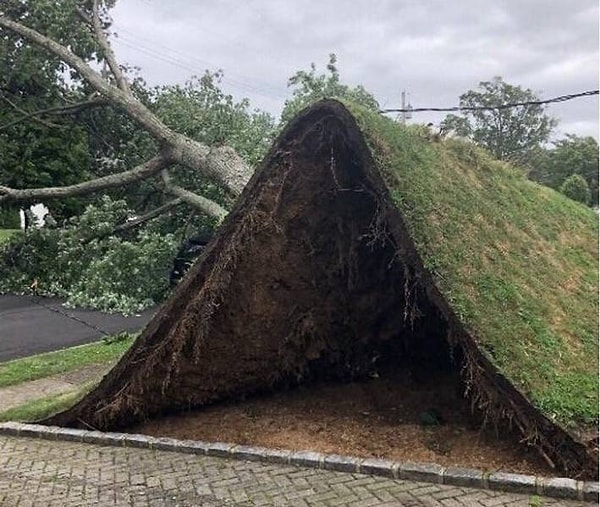 9. "Ураган, который превратил мой двор в шалаш"