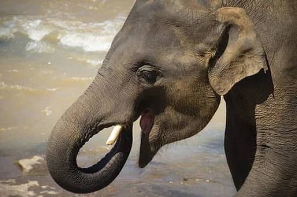 Детеныши слонов сосут свои хоботы так же, как маленькие дети сосут свои большие пальцы.