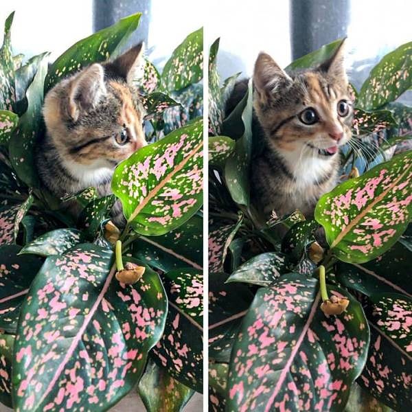 Бонус: «Когда ты думал, что растение уже не спасти, и вдруг заметил новый росточек!»