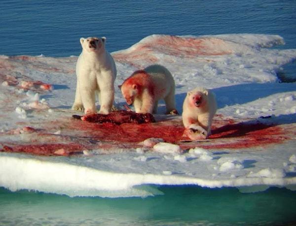12. Hep tatlı görmeye alışkın olduğumuz kutup ayıları: