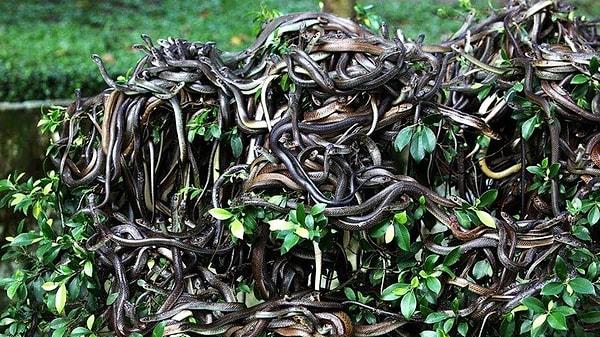 5. "Brezilya'nın yakınındaki Queimada Adası'nda o kadar fazla yılan var ki, bir insanın yaşaması imkansız."