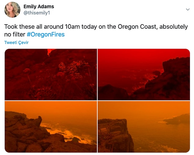 19. "Bütün fotoğraflar bugün 10'da Oregon Sahili'nde çekildi."