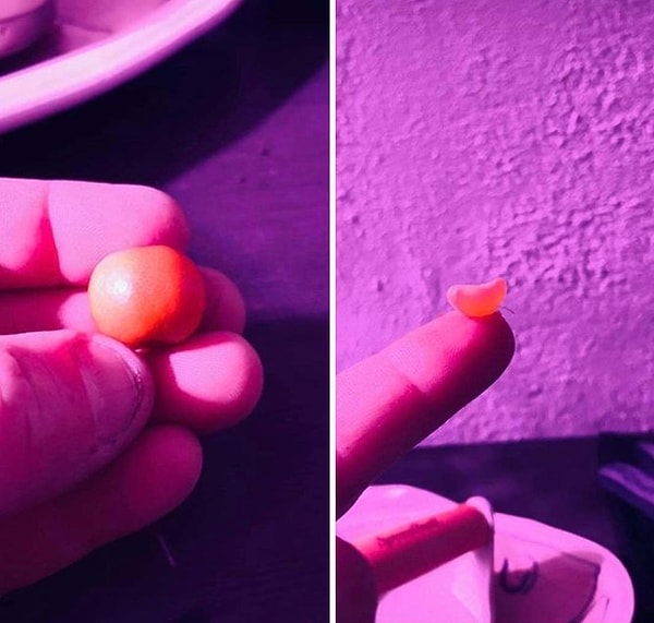 5. Итак, я купил супер карликовый мандарин, чтобы самому выращивать. Мне сказали, что мандарины будут нормального размера. Думаю, стоило спросить, по сравнению с чем? Несмотря на свой размер, он нормально очищается, имеет хороший вкус и ломается, как обычный мандарин