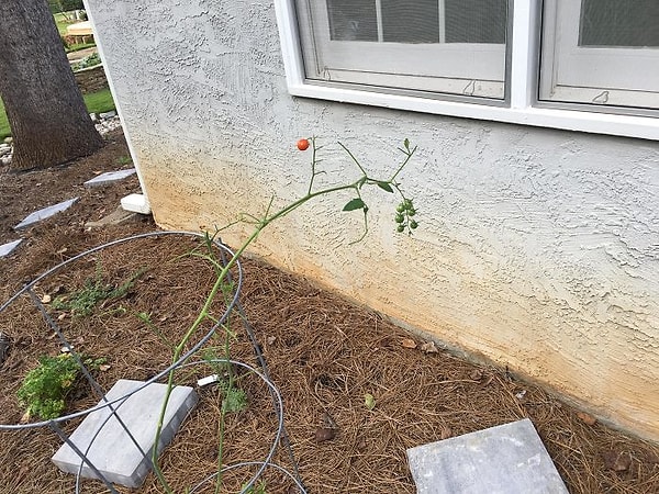 11. Готовы к сбору урожая. Нужен совет по консервированию.