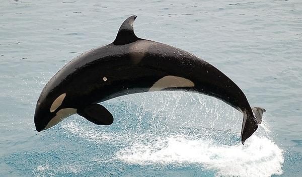 16. Balinalar karaya vurduklarında yer çekiminden dolayı kemikleri kırılır ve ölürler.