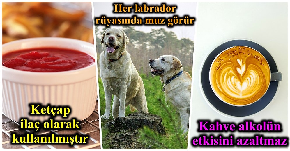 Tam Olarak Ne İşinize Yarayacağını Bilmediğimiz Ama İlla ki Bir Gün Kullanacağınız 30 Enterasan Bilgi