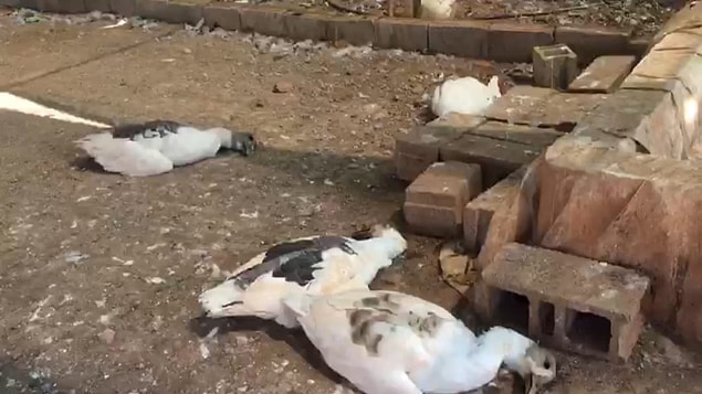 Bir süre sonra sıcak havanın da etkisiyle açlık ve susuzluktan kazların tamamı, tavukların da bir kısmı öldü.
