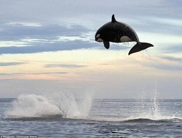 2. 6 metre yüksekliğe zıplayabilen katil balina: