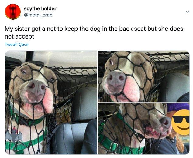 3. "Kız kardeşim arka koltuktaki köpeği için file almış ama kabul etmemiş"